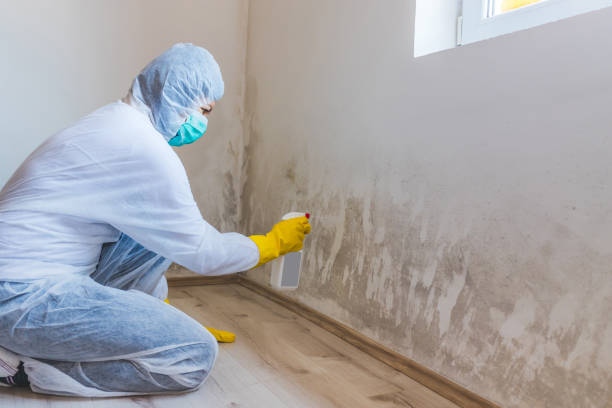 Licensed Basement Mold Remediation service in Damascus, OR - WQB Mold Removal