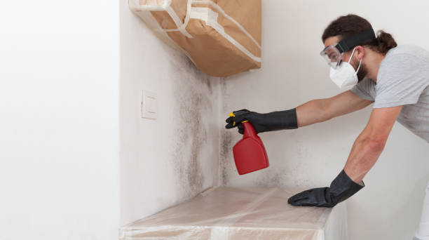 Professional Basement Mold Remediation technician working in Damascus, OR