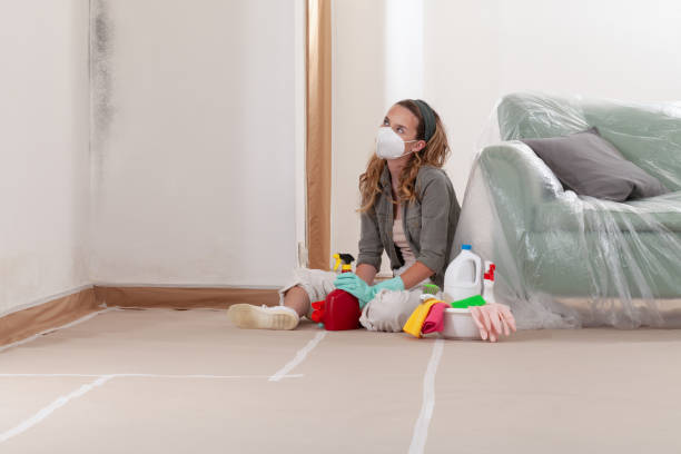 Reliable Basement Mold Remediation contractor in Damascus, OR by WQB Mold Removal
