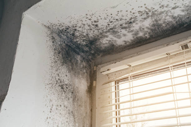 Affordable Basement Mold Remediation solutions in Damascus, OR