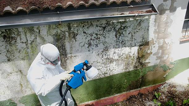 Top rated local Basement Mold Remediation specialists in Damascus, OR